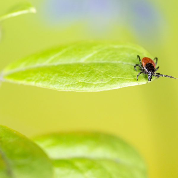 maladie-de-lyme-protegez-votre-jardin