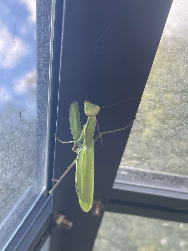 que-font-les-mantes-religieuses-en-hiver