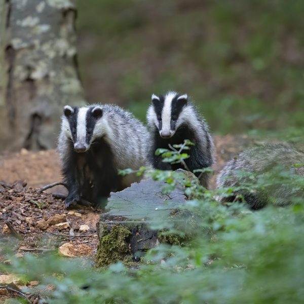 vivre-avec-le-blaireau-un-allie-discret-de-nos-jardins
