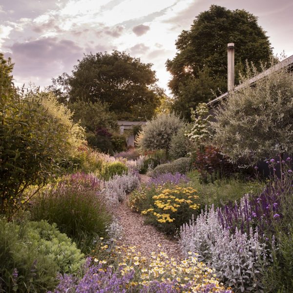 les-meilleures-plantes-pour-un-jardin-de-cottage