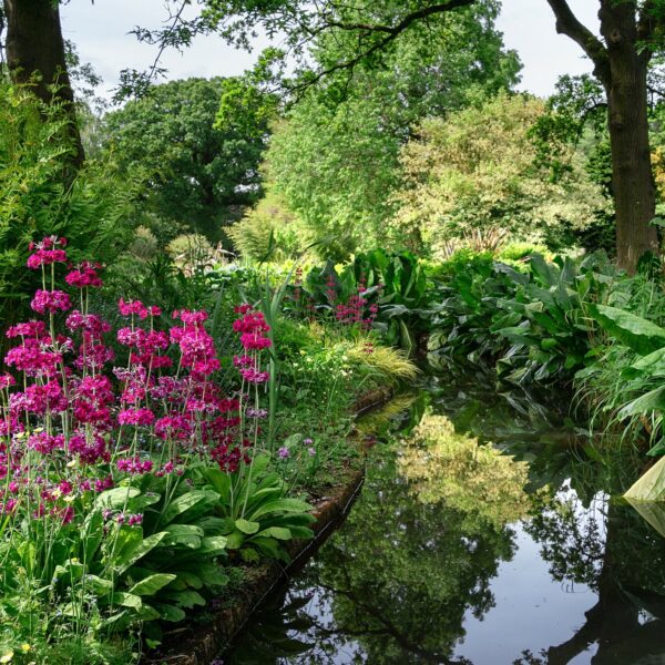 le-jardin-en-juin-abondance-couleurs-et-fraicheur6