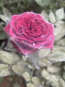 Acariens rouges sur les plantes : causes, dégâts et solutions - Jardin ...