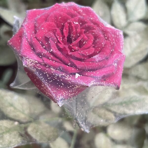 acariens-rouges-sur-les-plantes-causes-degats-et-solutions