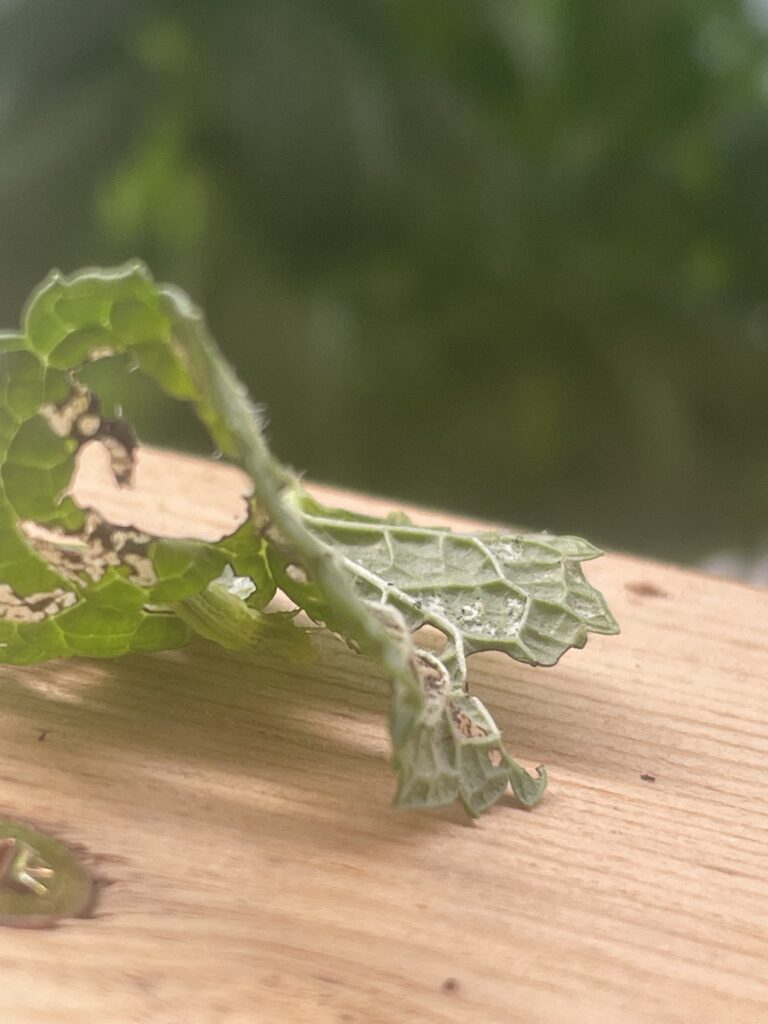 chenille-arpenteuse-la-petite-chenille-verte-qui-fait-des-trous-a-vos-feuille