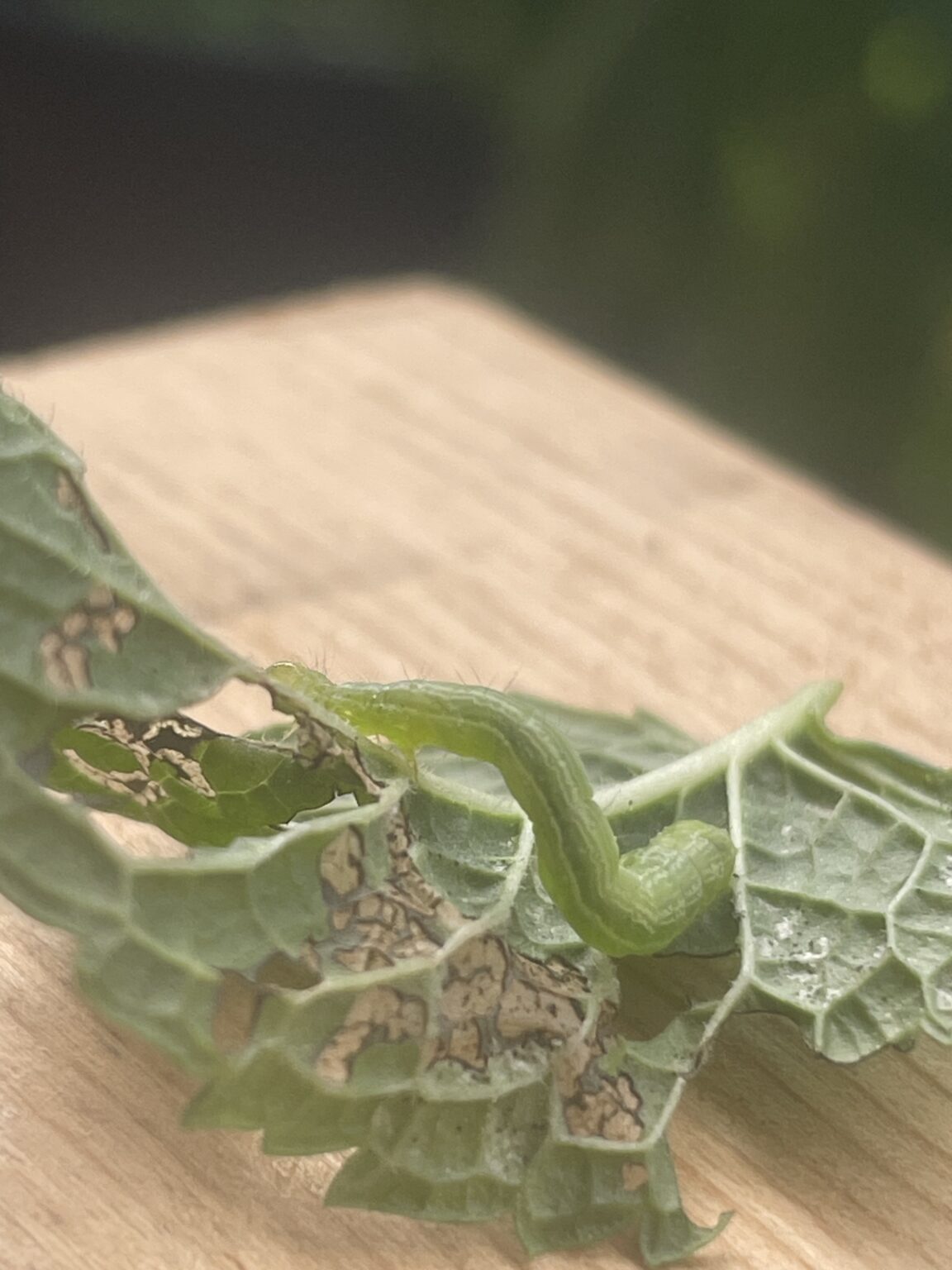 Chenille arpenteuse la petite chenille verte qui fait des trous à vos — free download