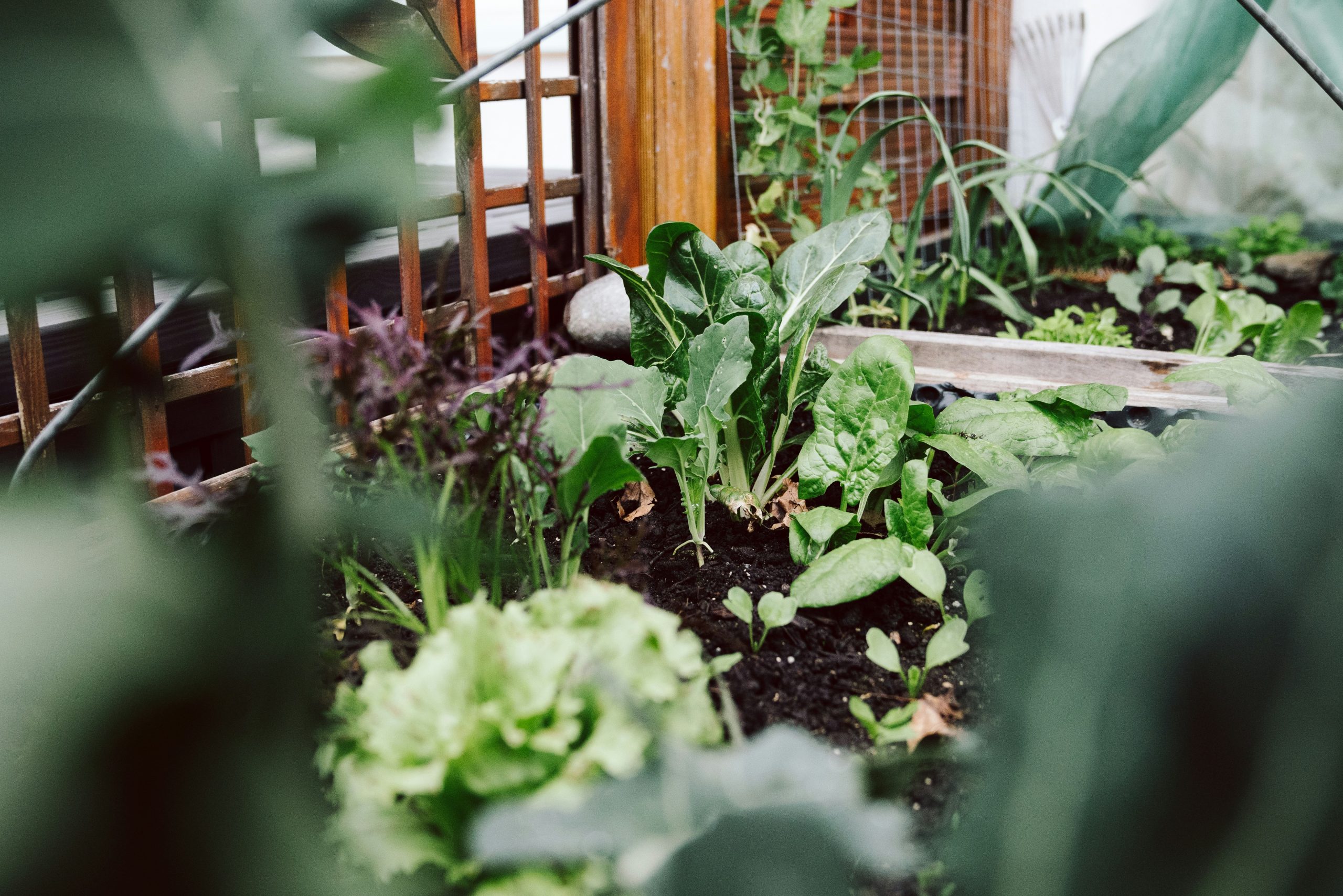 La culture de l'épinard au jardin Jardin au Naturel — free download